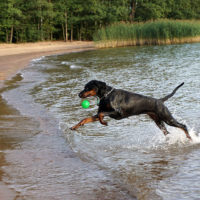 Dobergaarden_Forever_Kalina01