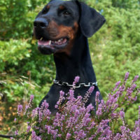 Dobergaarden_Forever_Kalina02