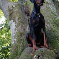 Dobergaarden_Forever_Kalina03