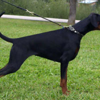 Dobergaarden_Forever_Kalina04