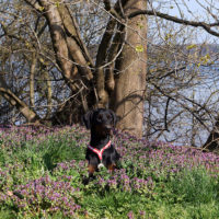 Dobergaarden_Forever_Kalina17