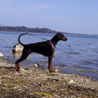 Dobergaarden_Forever_Kalina18
