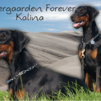 kalina (1)