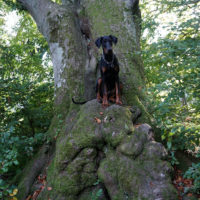 Dobergaarden_Forever_Una01