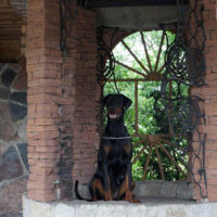 Dobergaarden_Forever_Una07