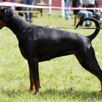 Dobergaarden_Forever_Una08