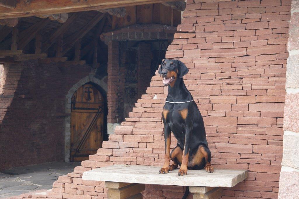 Dobergaarden Forever Quicha PH – Kåring