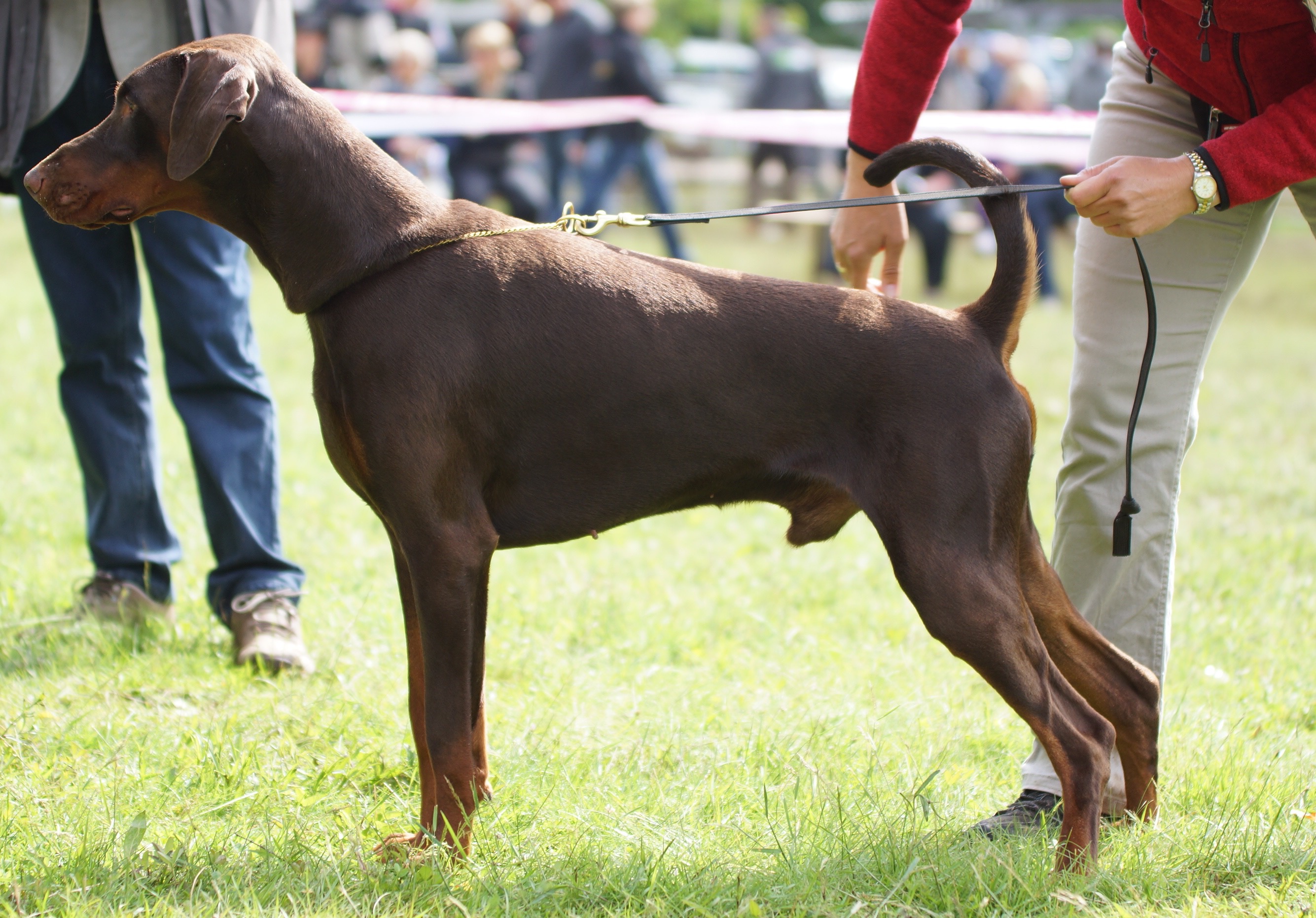 National dog show Koszalin, Polen