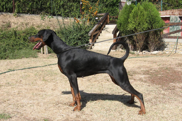 Dobergaarden_Forever_Cika03