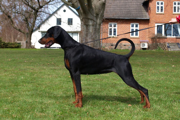 Dobergaarden_Forever_Cika06