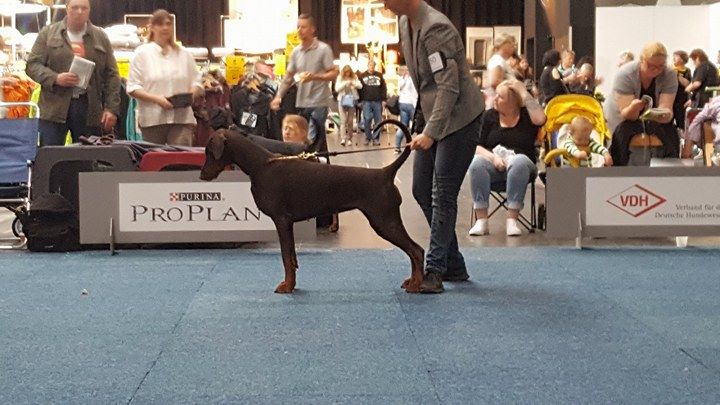 Früjahrsieger Show Dortmund 2017, Judge: DR. A. Kazmierski, Poland