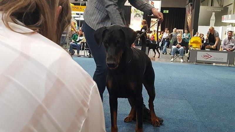 Früjahrsieger Show Dortmund 2017, Judge: DR. A. Kazmierski, Poland