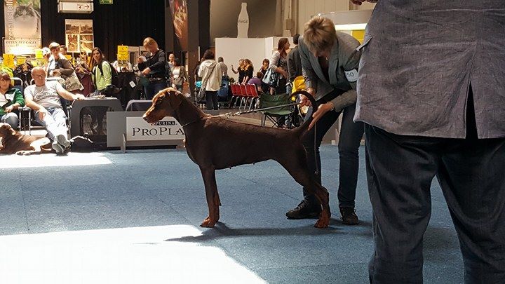 Europasieger Show 2017, Judge Armin Hoppe DE