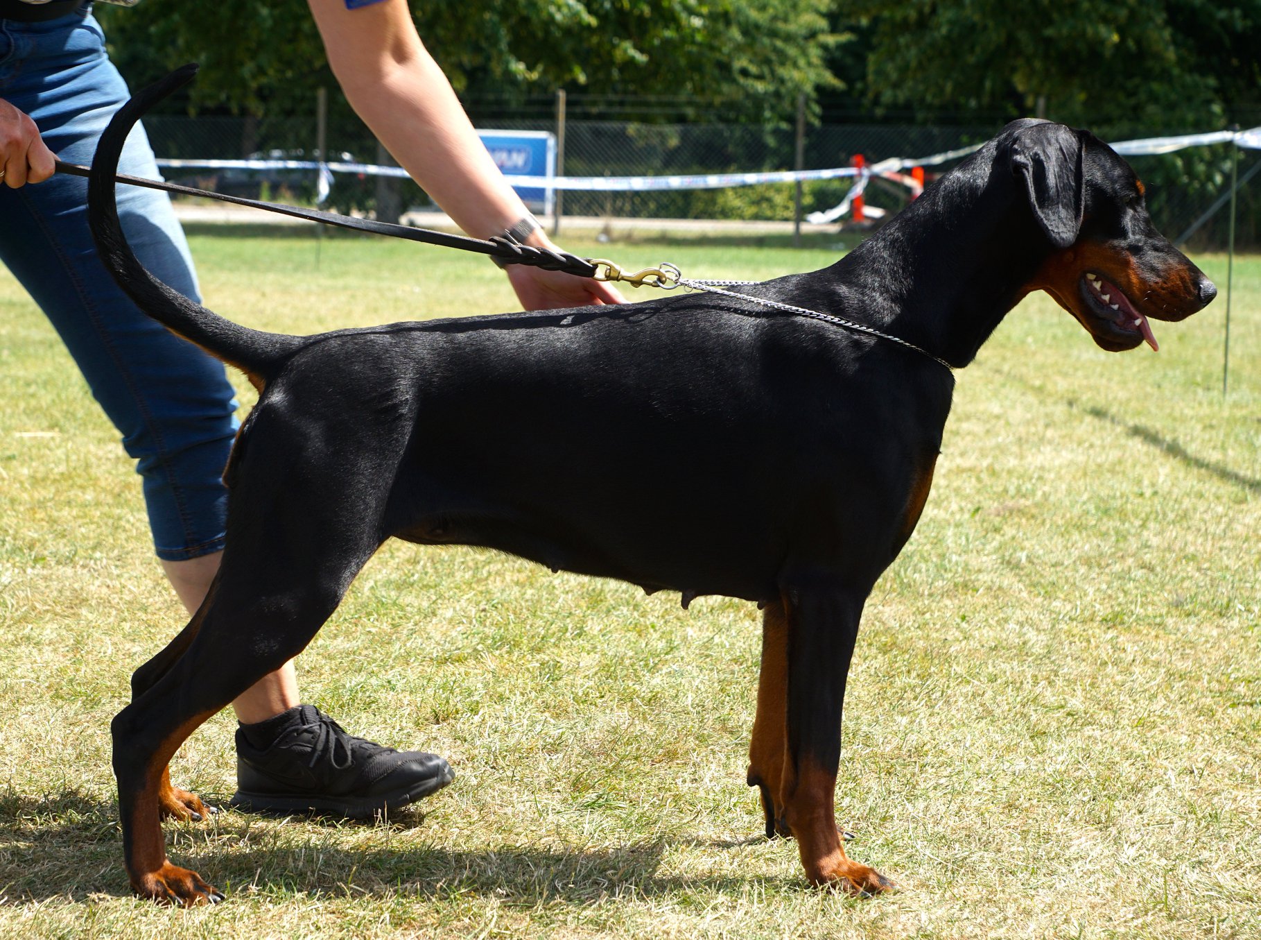 Danish Dobermann club show (Grand Prix) Horsens, Denmark.