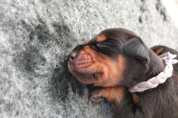 P_Litter_1 week
