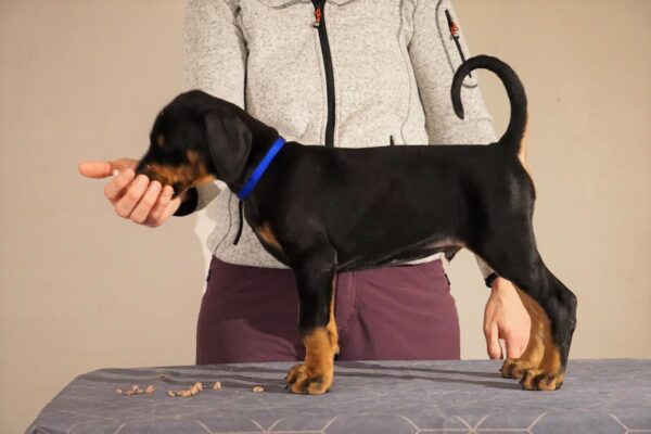 Grusholm_P. Blackie (1)