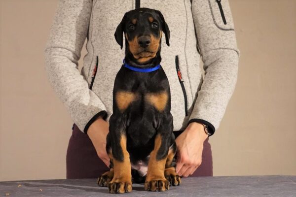 Grusholm_P. Blackie (2)