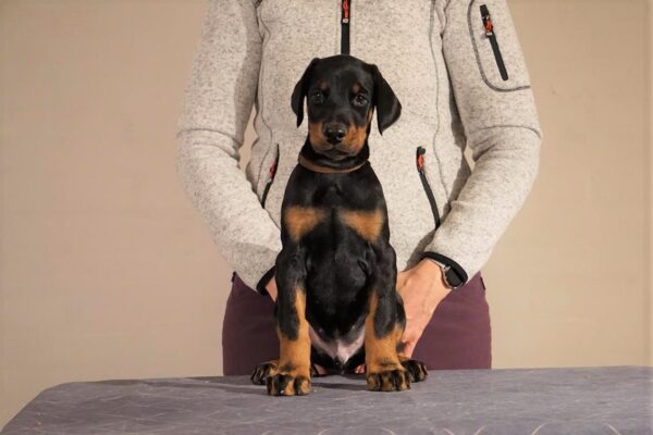 Grusholm_Pablo (2)