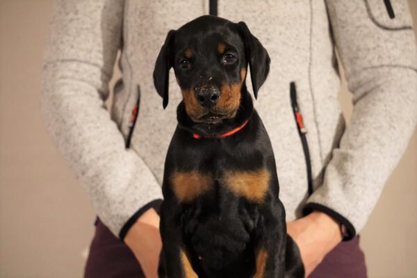 Grusholm_Proud Max (1)