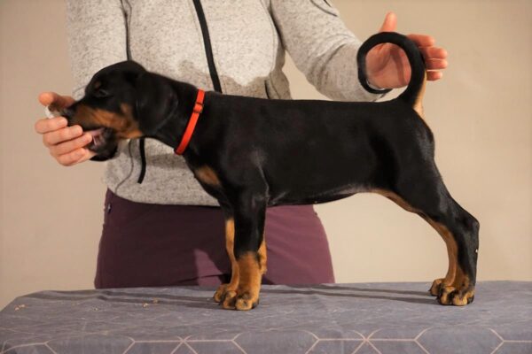 Grusholm_Proud Max (2)