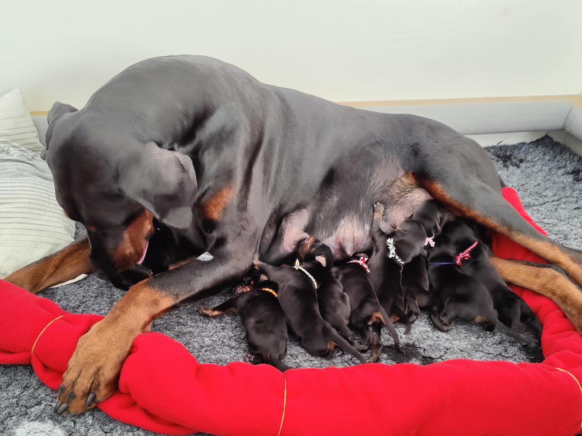 Our R-litter is born 11 strong puppies