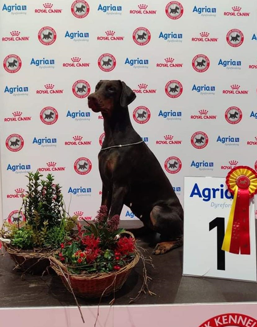 International dog show Fredericia