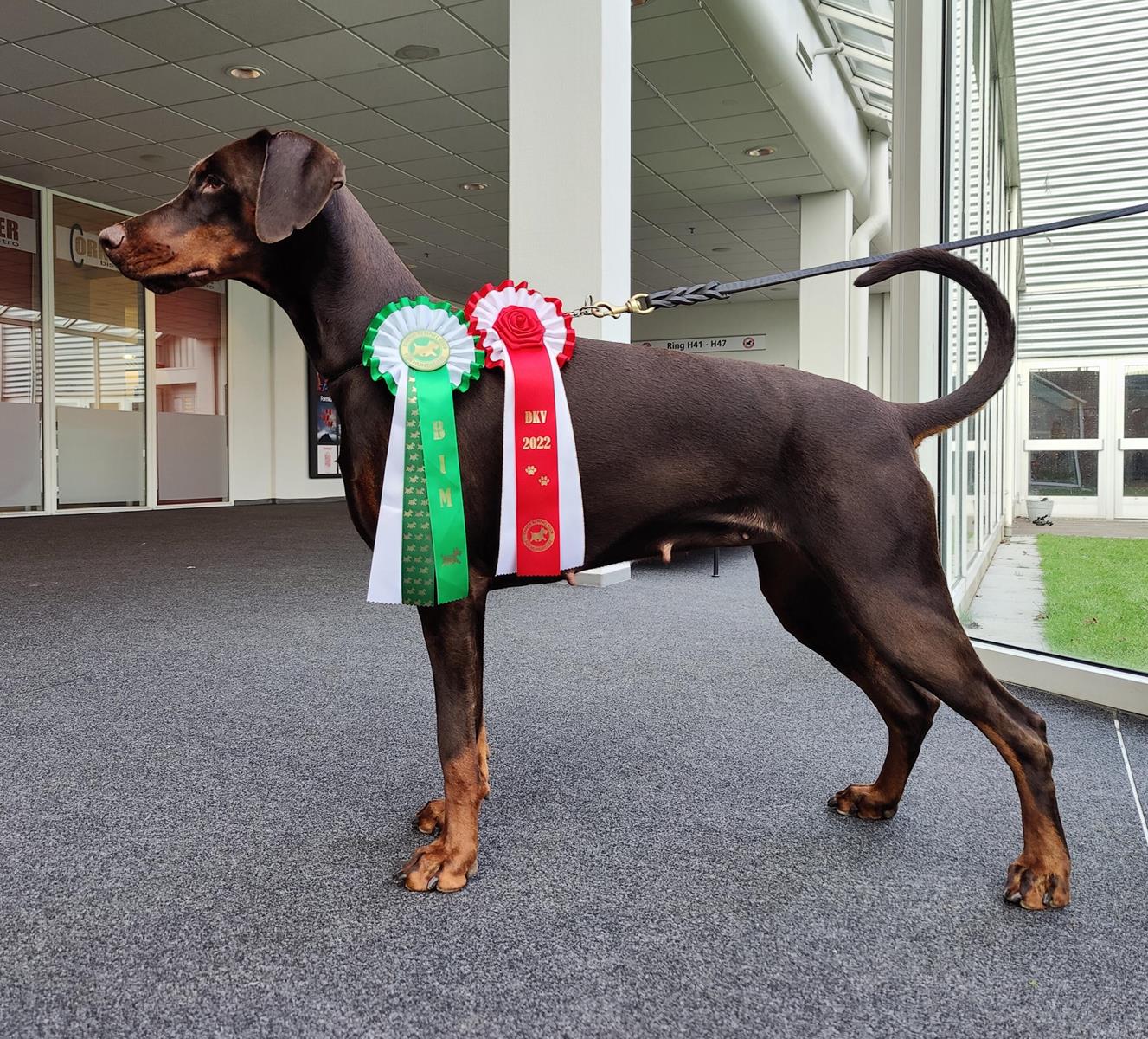 INT. Winter Wonder Show weekend Grusholm became Danish Winner 2022