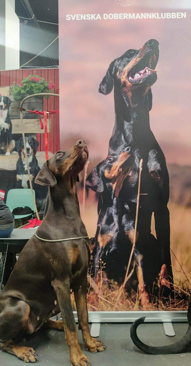 INT. MyDog Show Gotborg Grusholm Palma Power 4 Winner in BIG