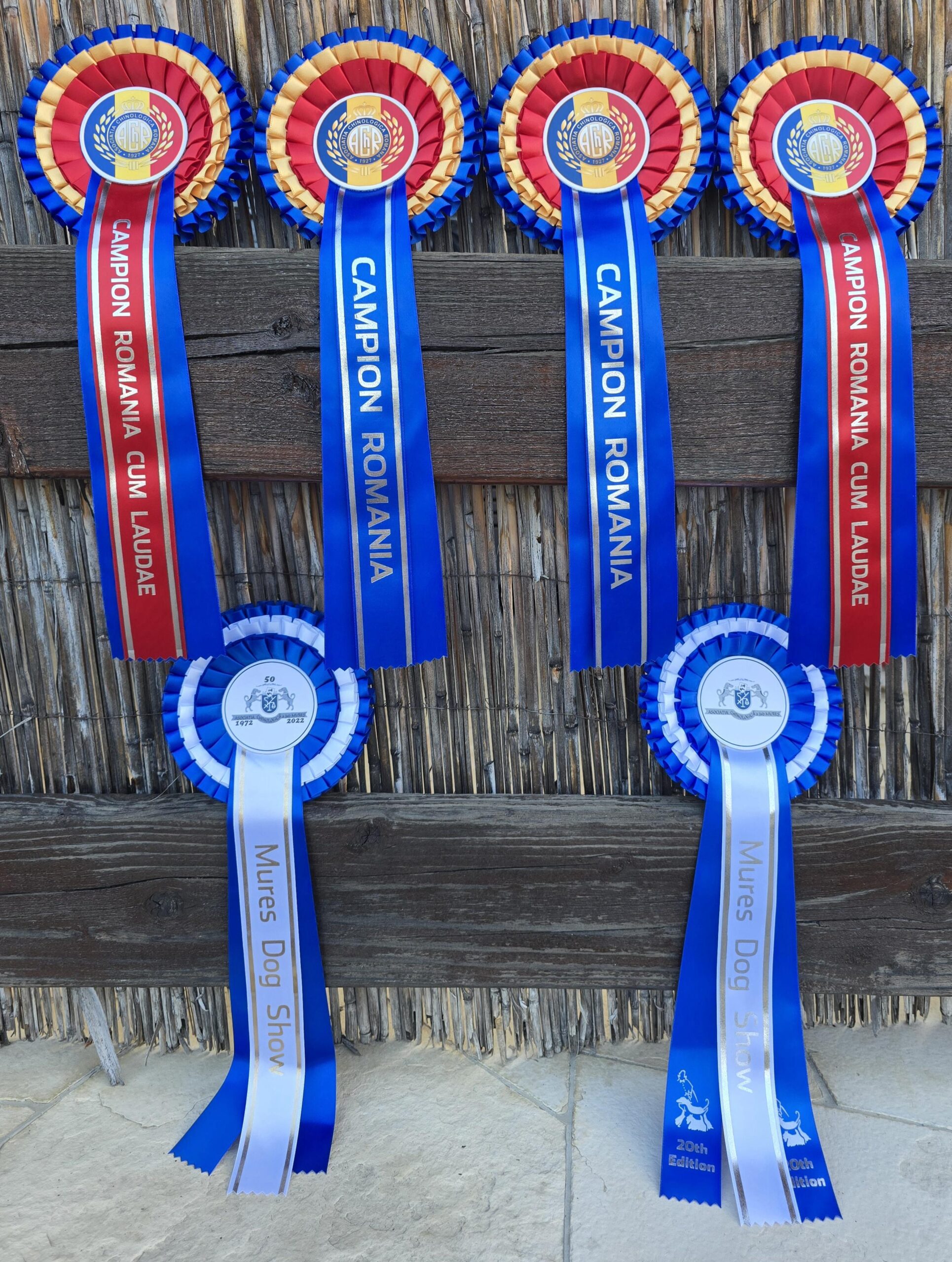 Dracula Dog Show in Romania – 4 titlers brought to Denemark