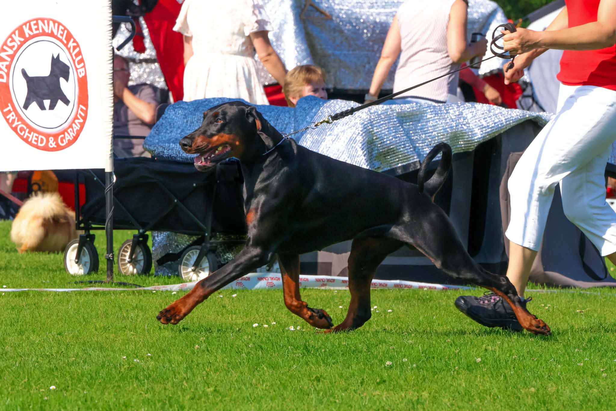 Fantastisk udstillingsweekend for vores Dobermanns i Vejen